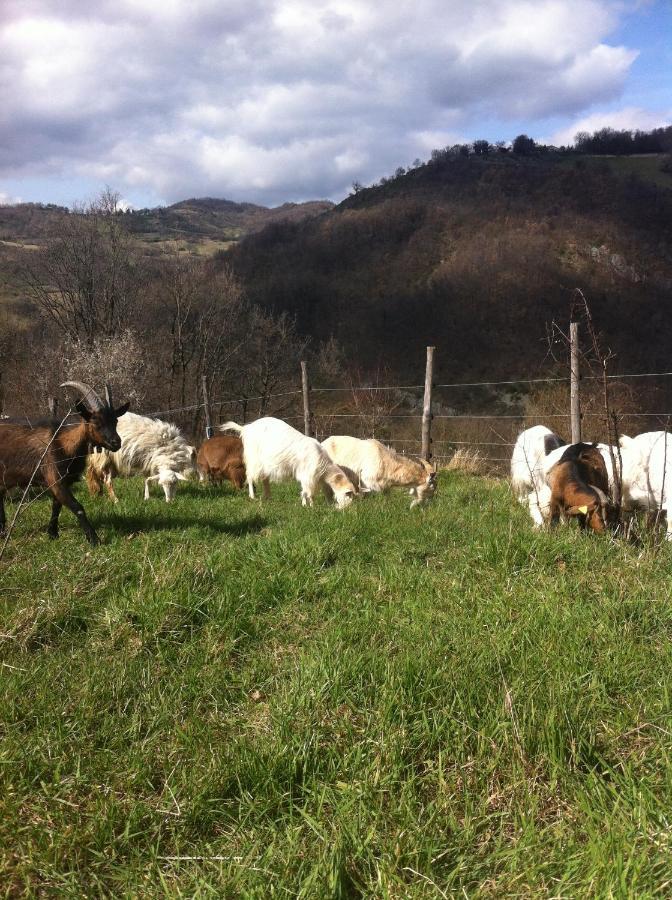 Agriturismo Il Covo Del Solengo Villa Valtopina Exterior foto